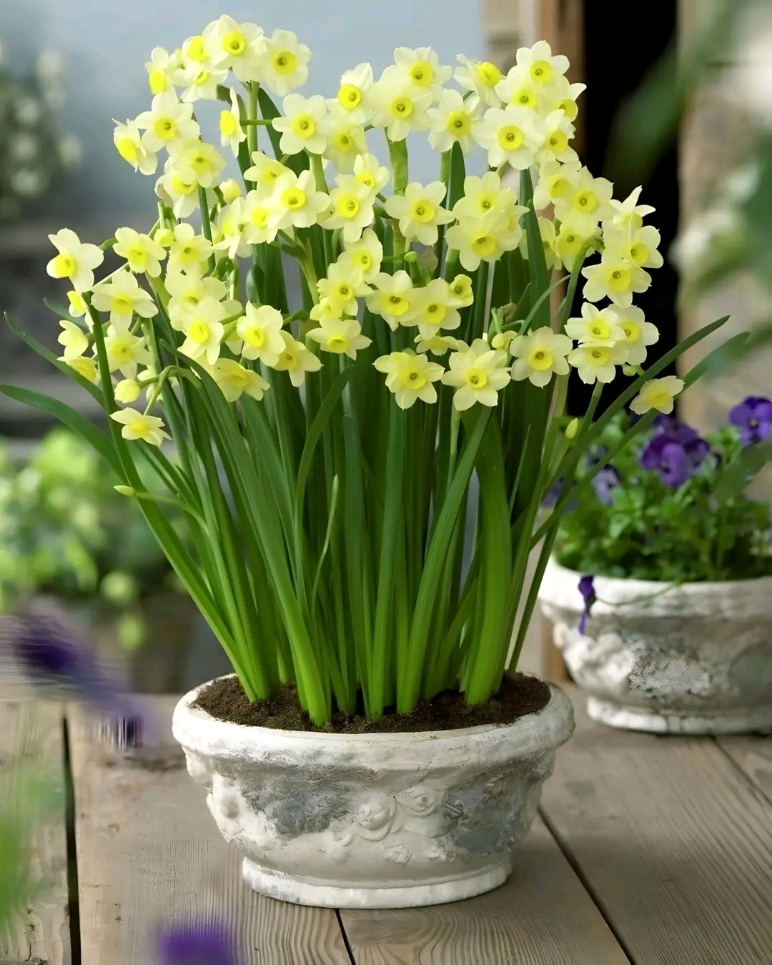 Daffodils (Genus Narcissus) – The Iconic Spring Bloomers