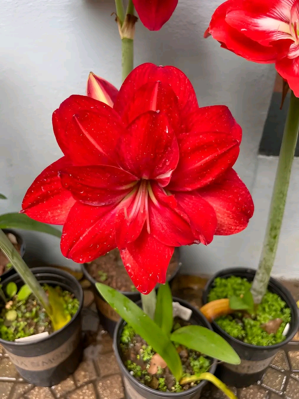 Amaryllis (Hippeastrum) – A Guide to Growing Stunning Blooms