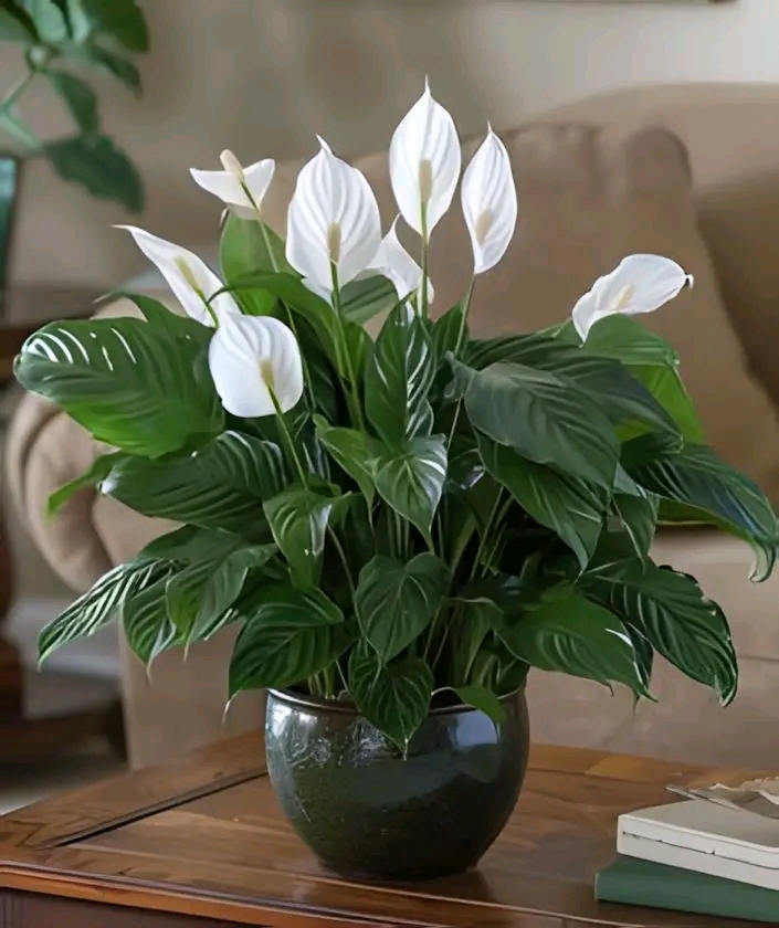 Peace Lily (Spathiphyllum) – The Ultimate Care Guide