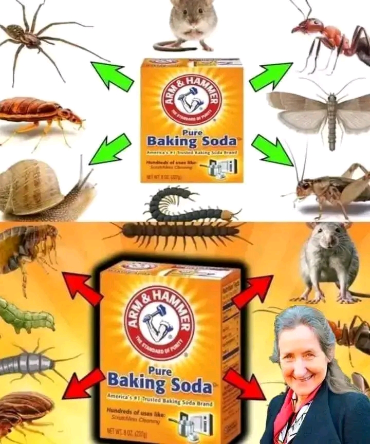 How to Use Baking Soda to Get Rid of Pests: Cockroaches, Fleas, Ants, Moths, Mice/Rats, Spiders, and More