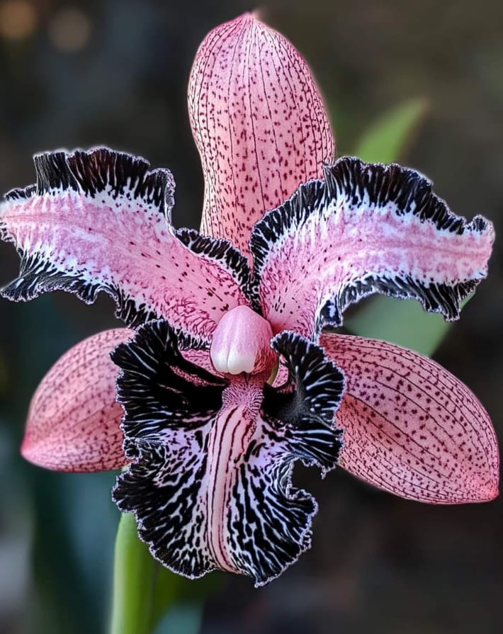 Growing and Caring for the Speckled Orchid (Orchidaceae hybrid)