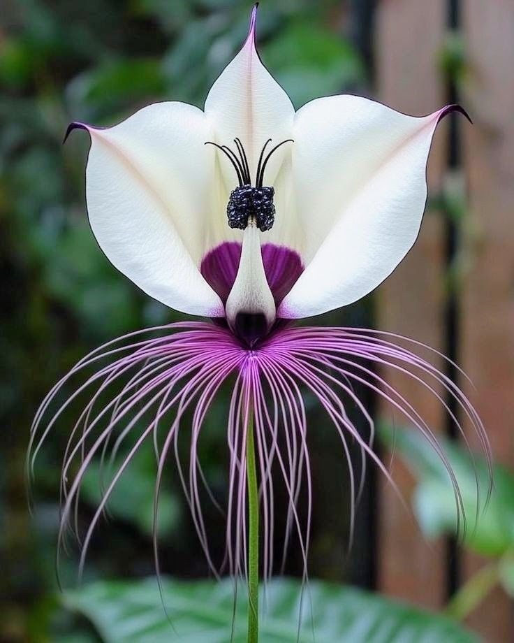 Black Bat Flower (Tacca integrifolia)