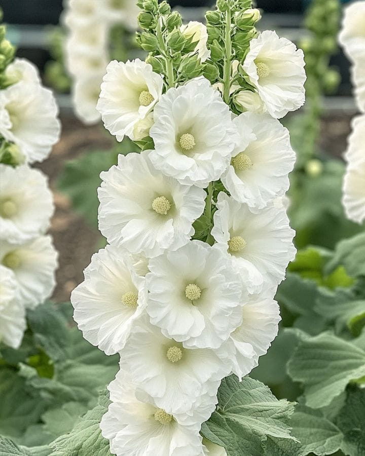 Hollyhock: A Classic Cottage Garden Beauty