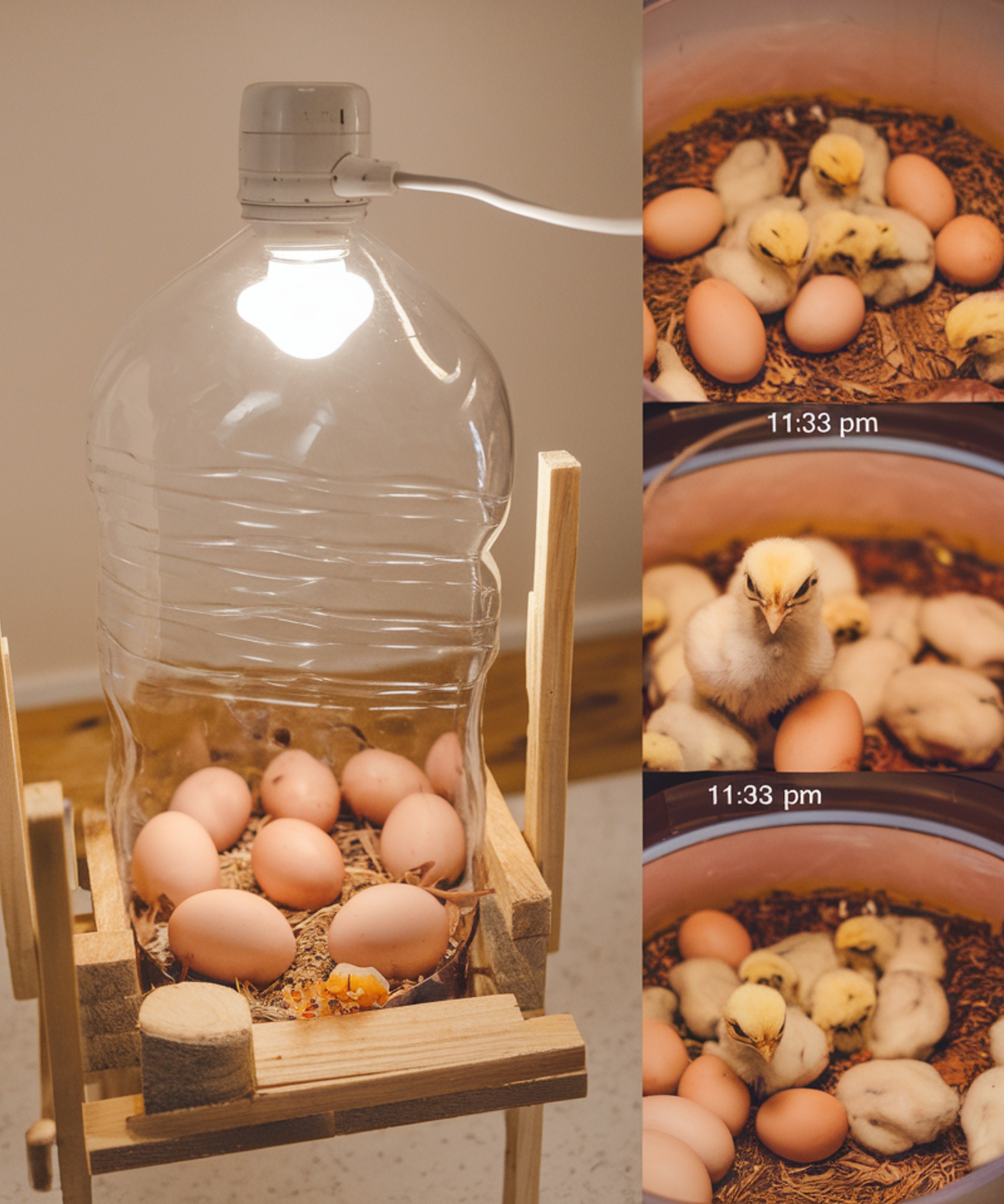 How to Build a Homemade Egg Incubator Using a Water Bottle