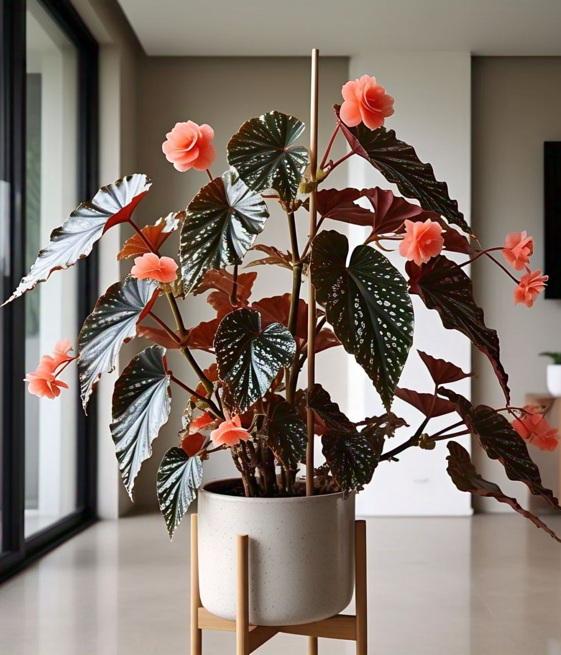 Begonia Plant (Begonia spp.)