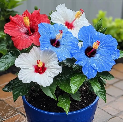 The Fantasy Hibiscus (Swirling Red and White Blooms)