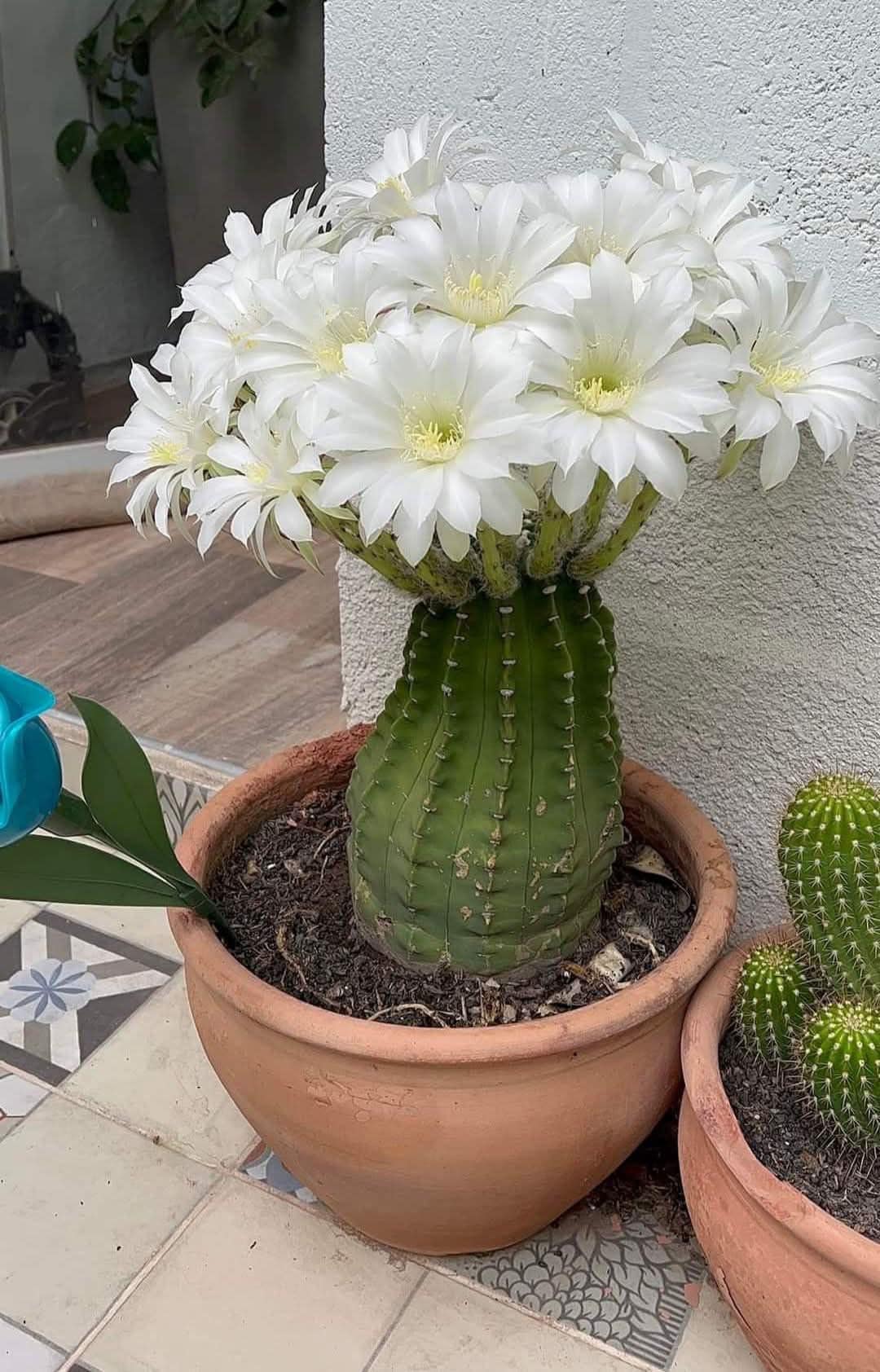 The Argentine Giant Cactus (Echinopsis candicans)