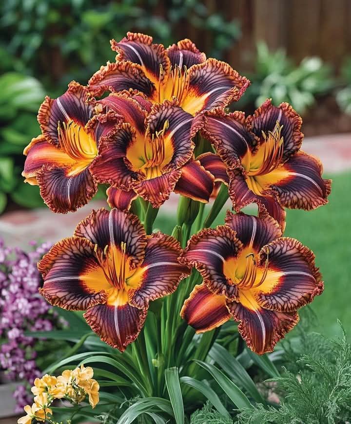 Daylily ‘Tiger Eye’ (Hemerocallis ‘Tiger Eye’)