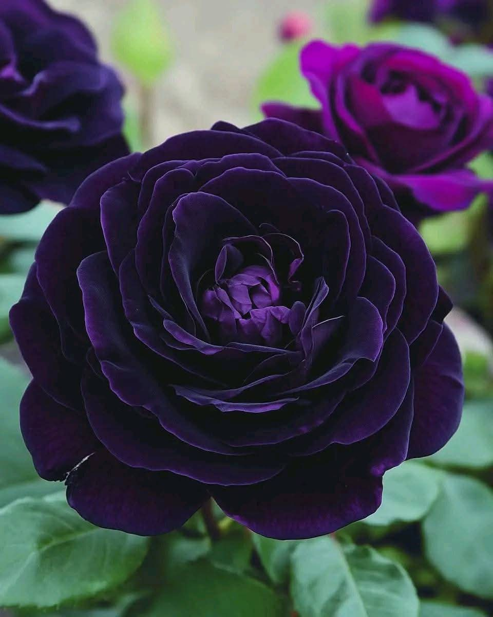 Midnight Magic Rose (Rosa): A Stunning Deep Purple Bloom for Your Garden