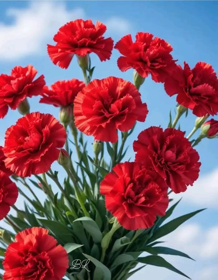 Carnations (Dianthus caryophyllus): A Classic Beauty for Every Garden