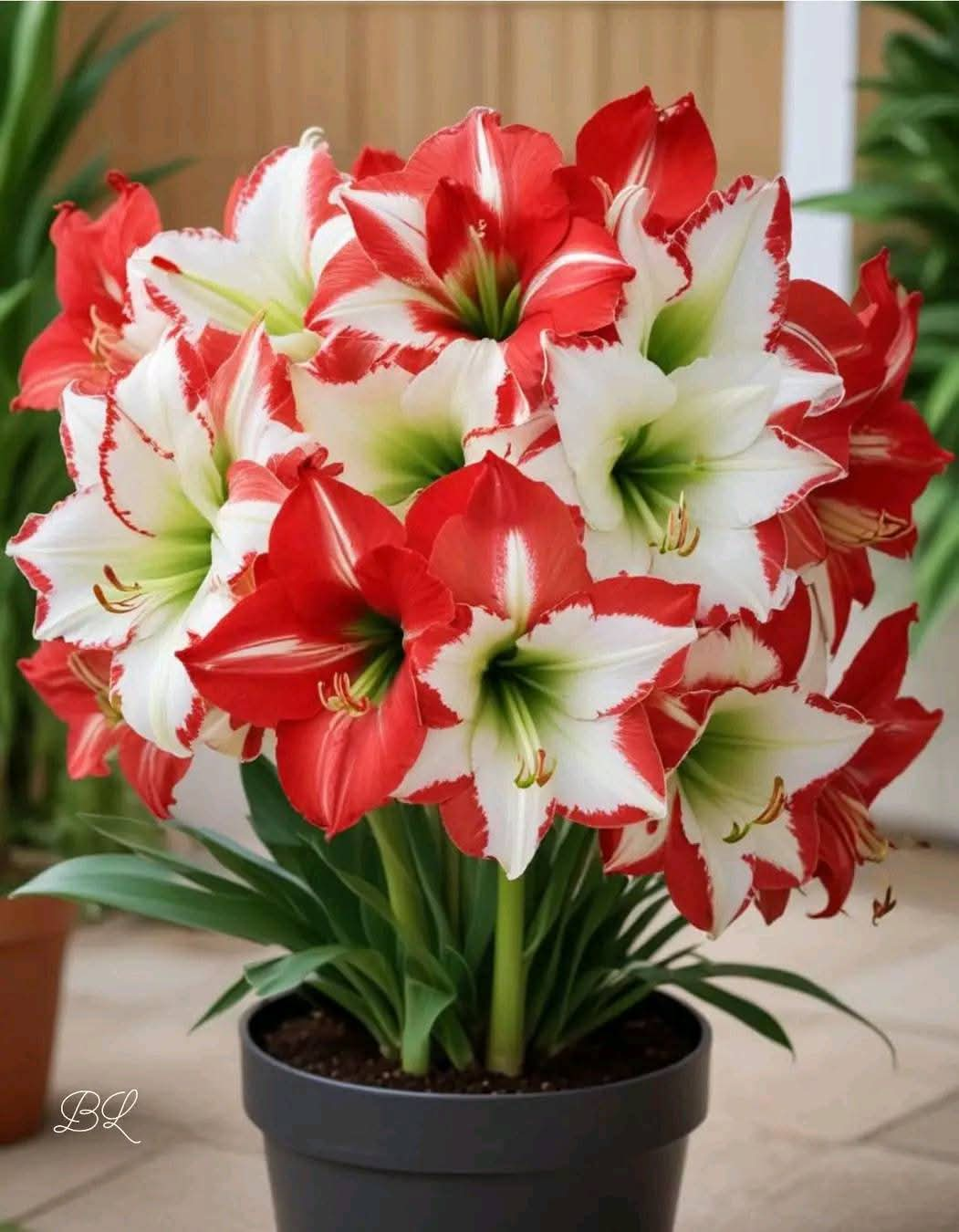 Hippeastrum (Amaryllis): A Guide to Growing Stunning Blooms