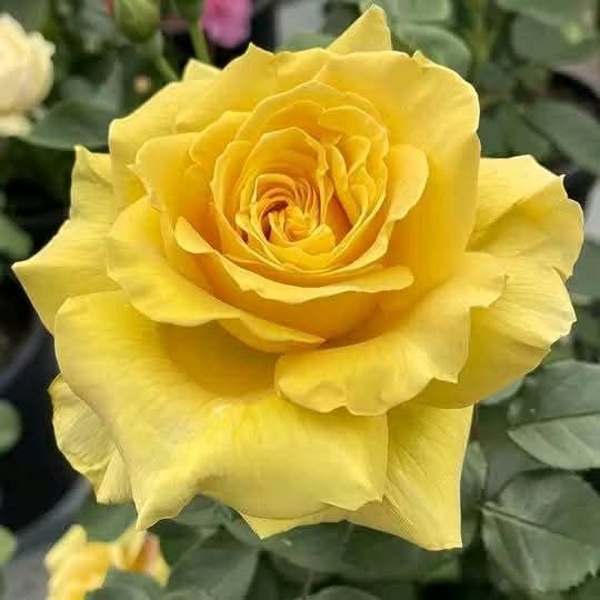 The Golden Delight Rose