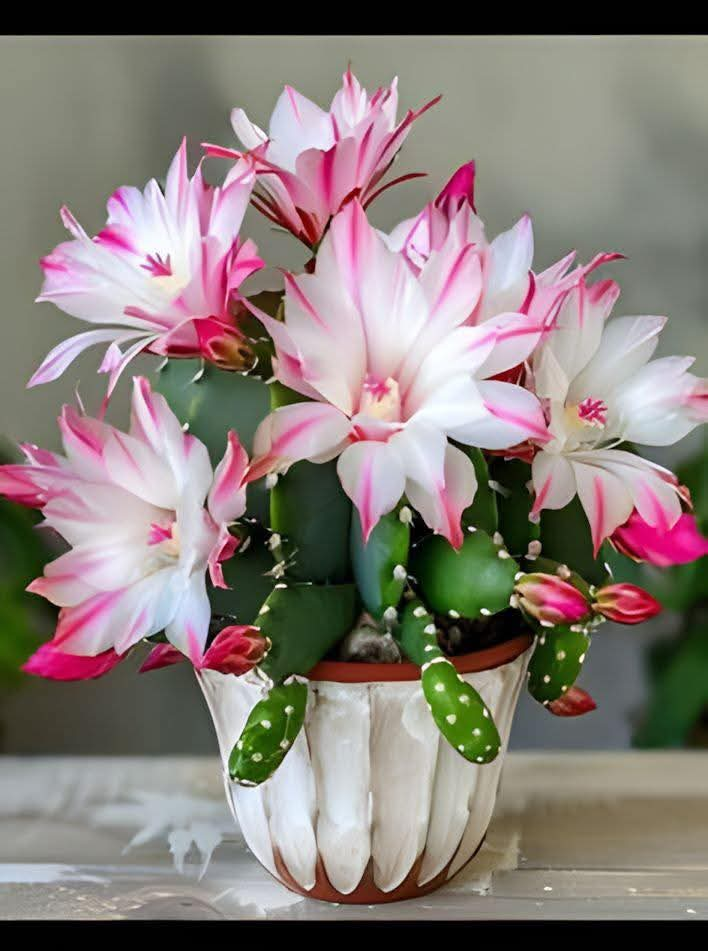 Schlumbergera: The Stunning Christmas Cactus