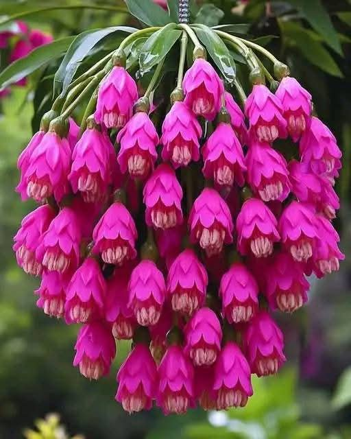 The Enchanting Beauty of the Hanging Pink Bell Flower