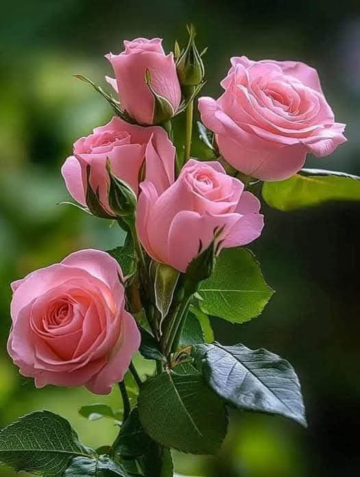 The Timeless Beauty of Pink Roses: Symbolism, Care, and Growing Tips