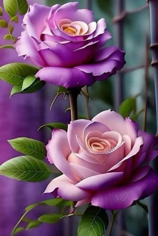 The Enchanting Beauty of Purple Roses: Meaning, Growing Tips & Symbolism