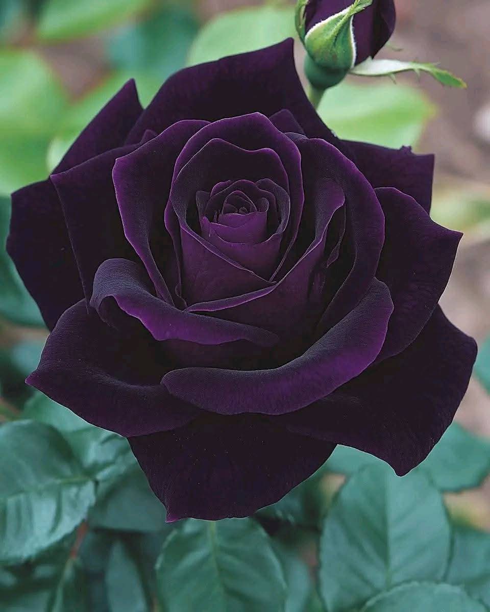 How to Grow and Care for Velvet Plum Rose (Rosa ‘Plum Perfect’)