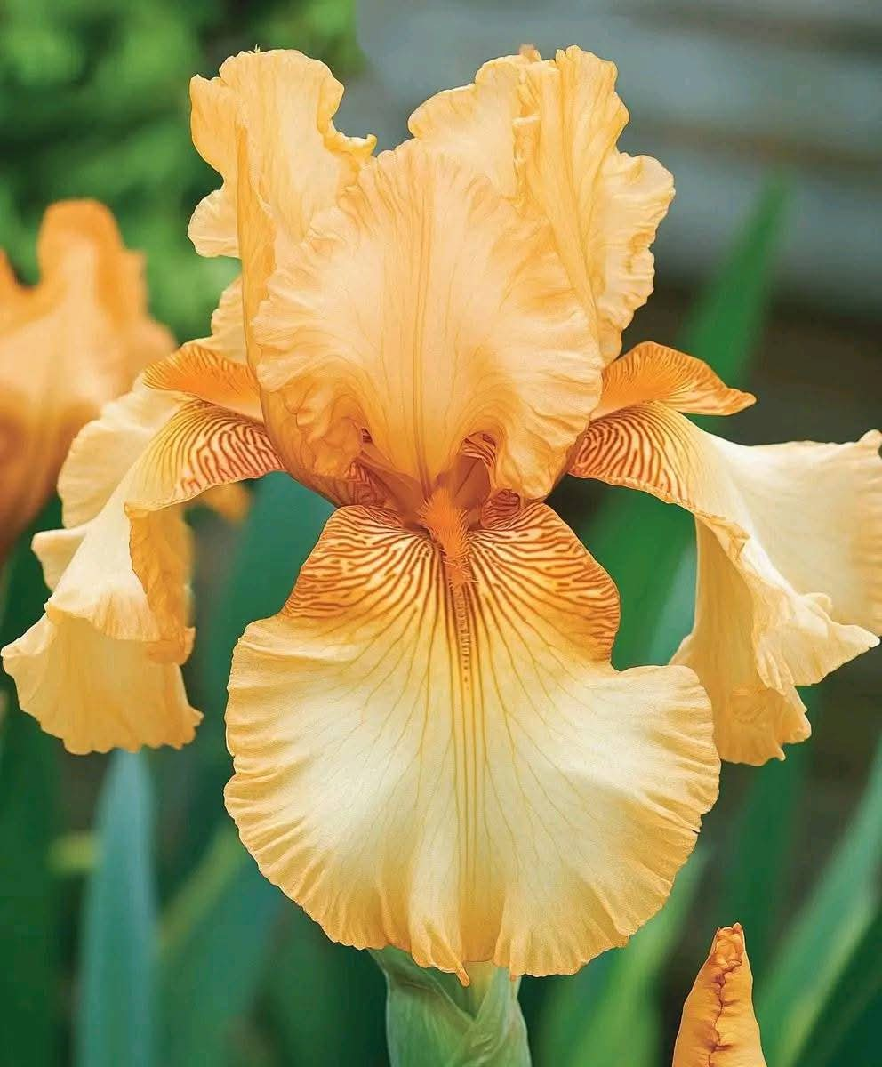 Golden Sunrise Iris (Iris germanica) Care Guide: Brighten Your Garden with Golden Blooms