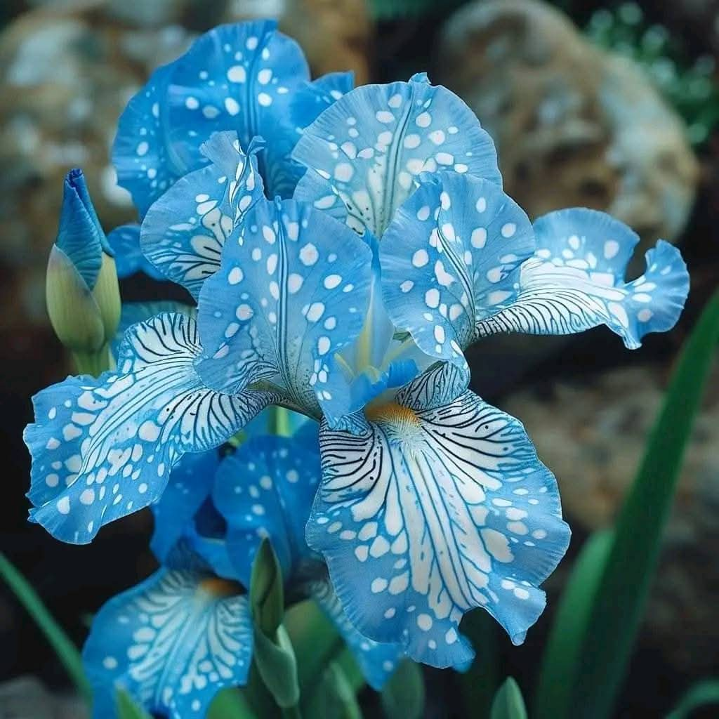 Blue Bearded Iris (Iris germanica hybrid): A Captivating Bloom of Elegance and Strength