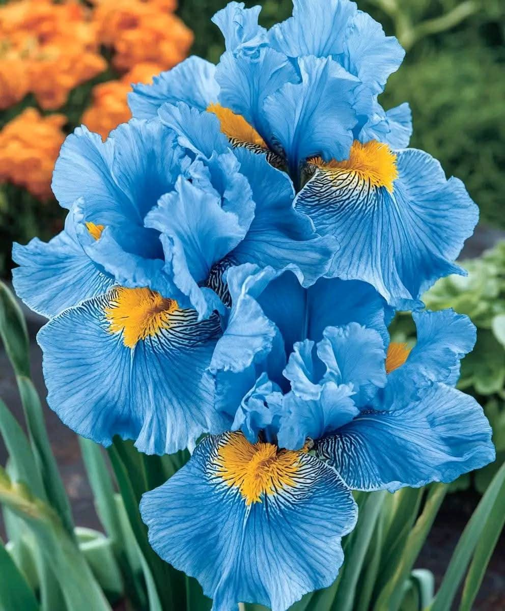 Alpine Blue Iris (Iris brandzae): A Graceful Bloom for Your Garden