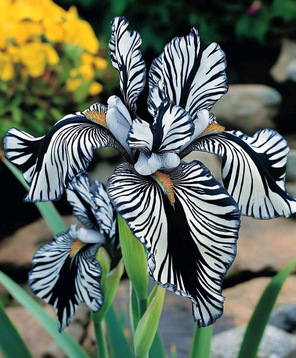 Zebra Stripes Iris