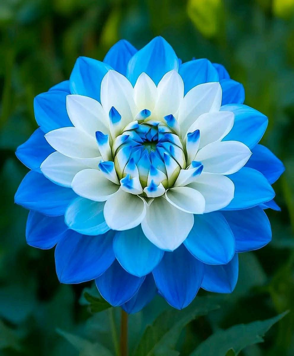 Blue and White Dahlia