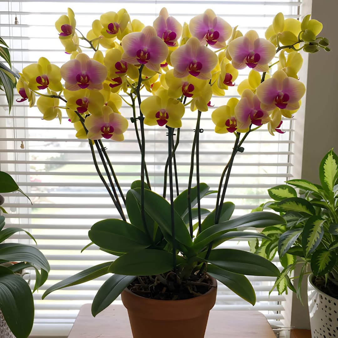 Growing Phalaenopsis Orchids: A Complete Care Guide