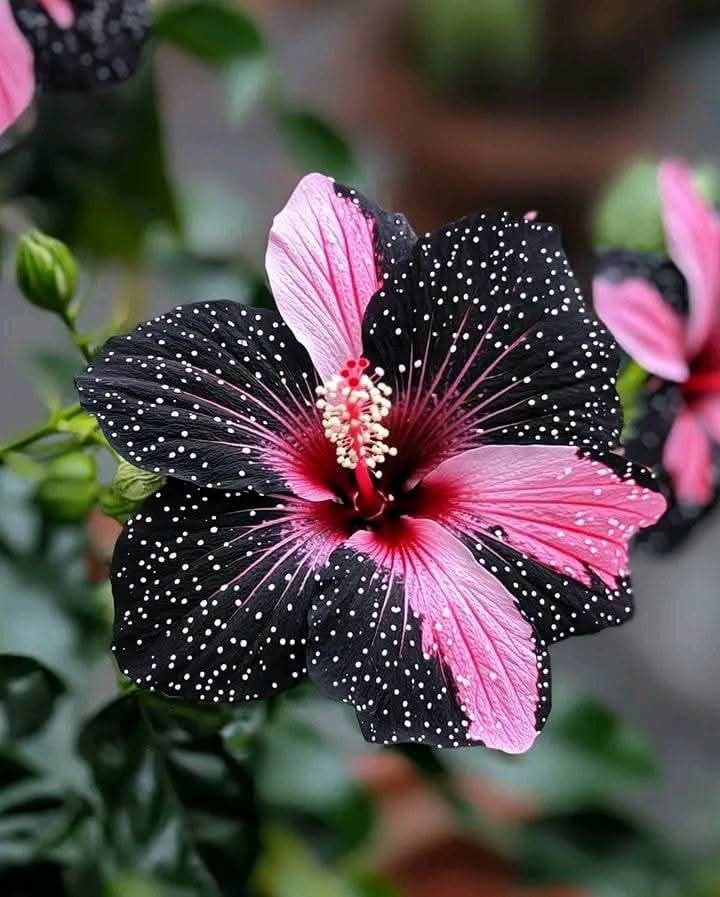 Hibiscus Polka Dot