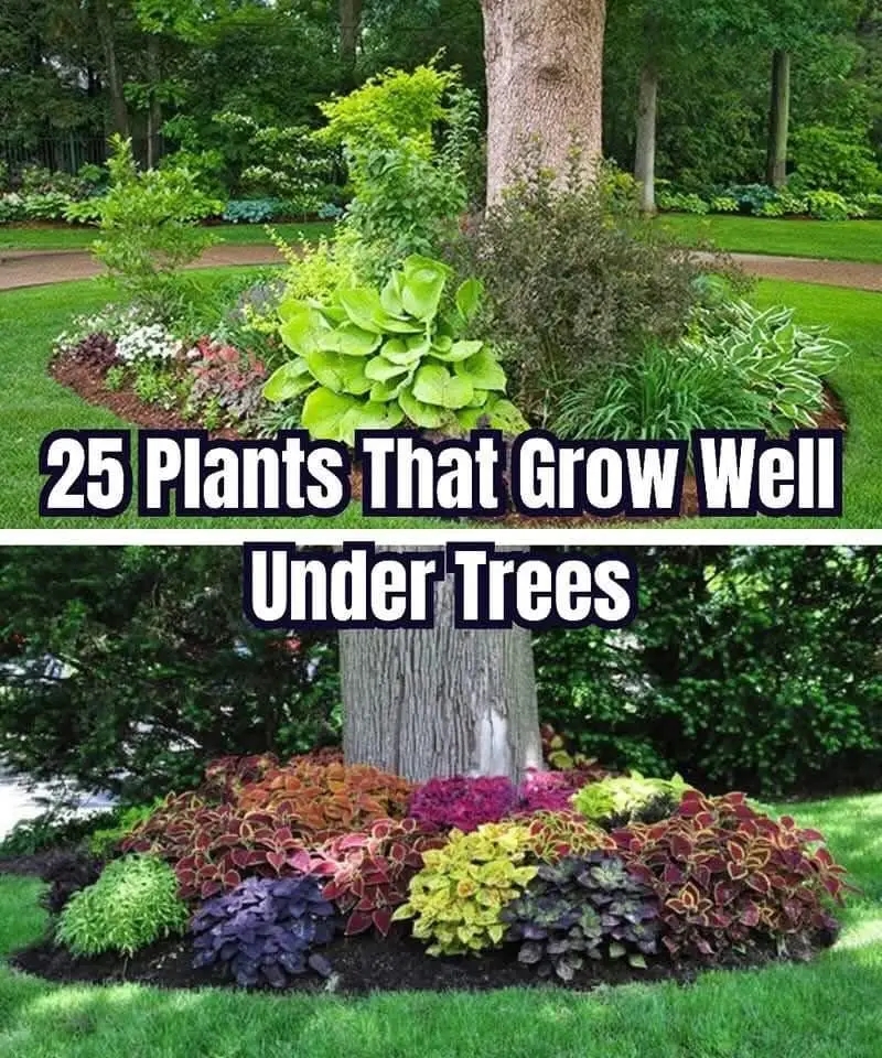 25 Beautiful Plants That Thrive Under Trees