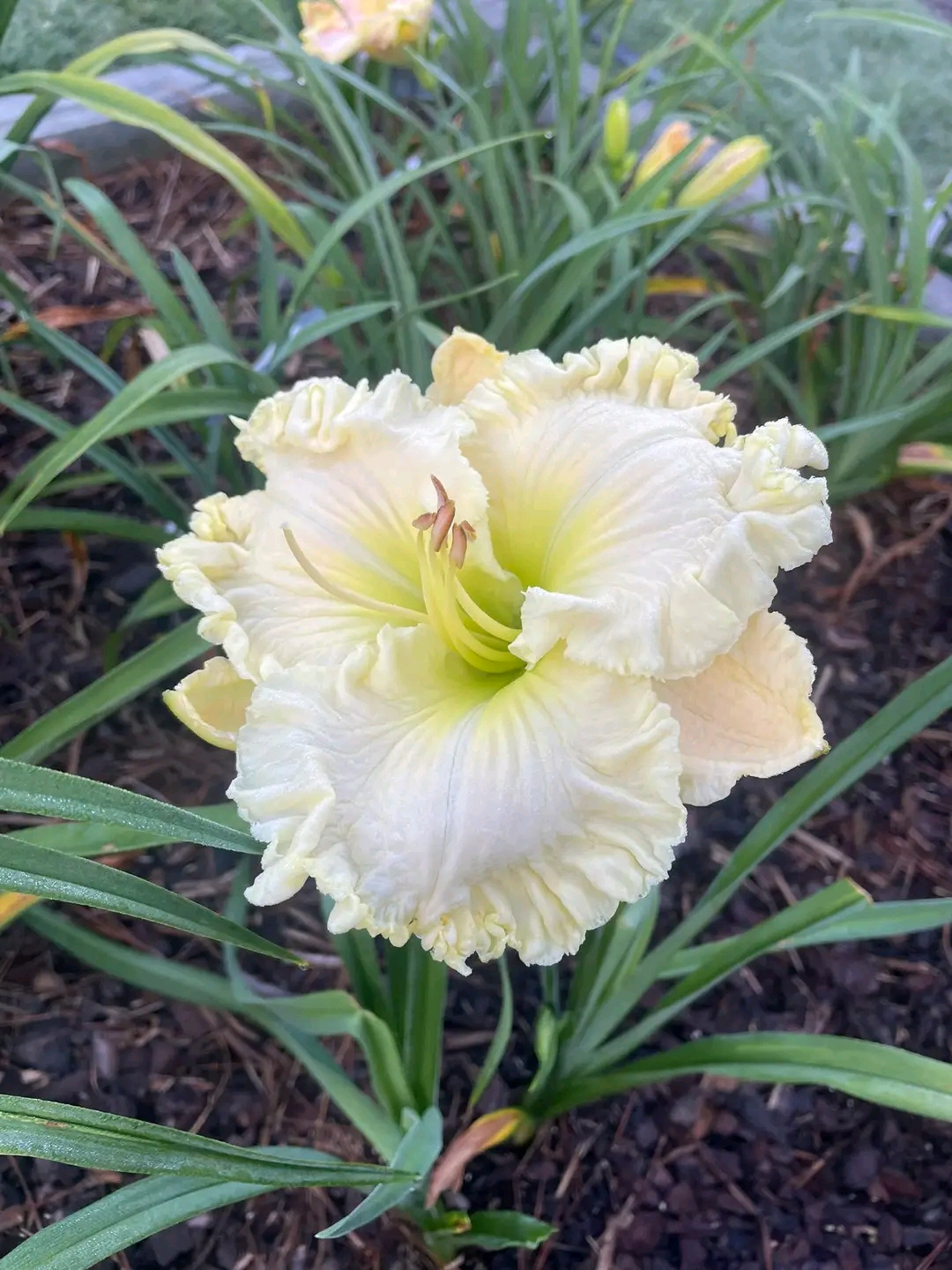 Growing Cream-Colored Daylilies: The Elegant Showstopper of the Garden