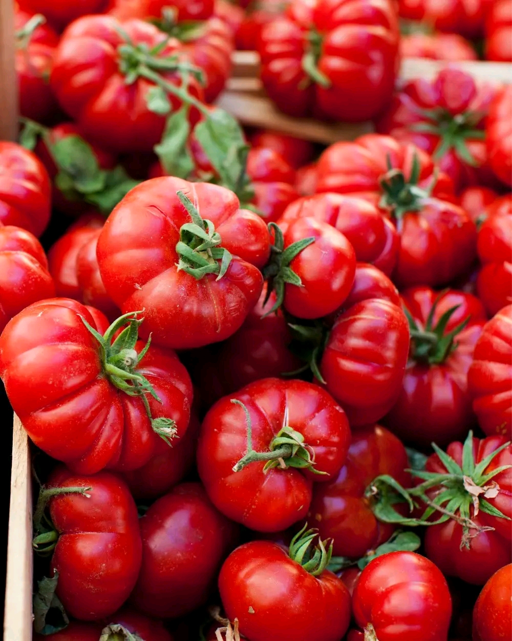 Maximize Your Tomato Harvest: Deep Planting or Sideways Techniques Unveiled