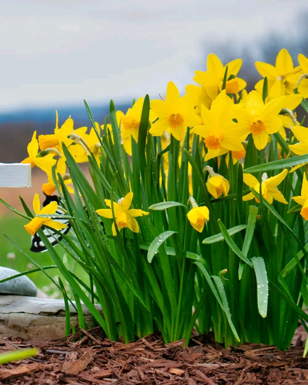 10 Things About Daffodils Every Gardener Needs to Know