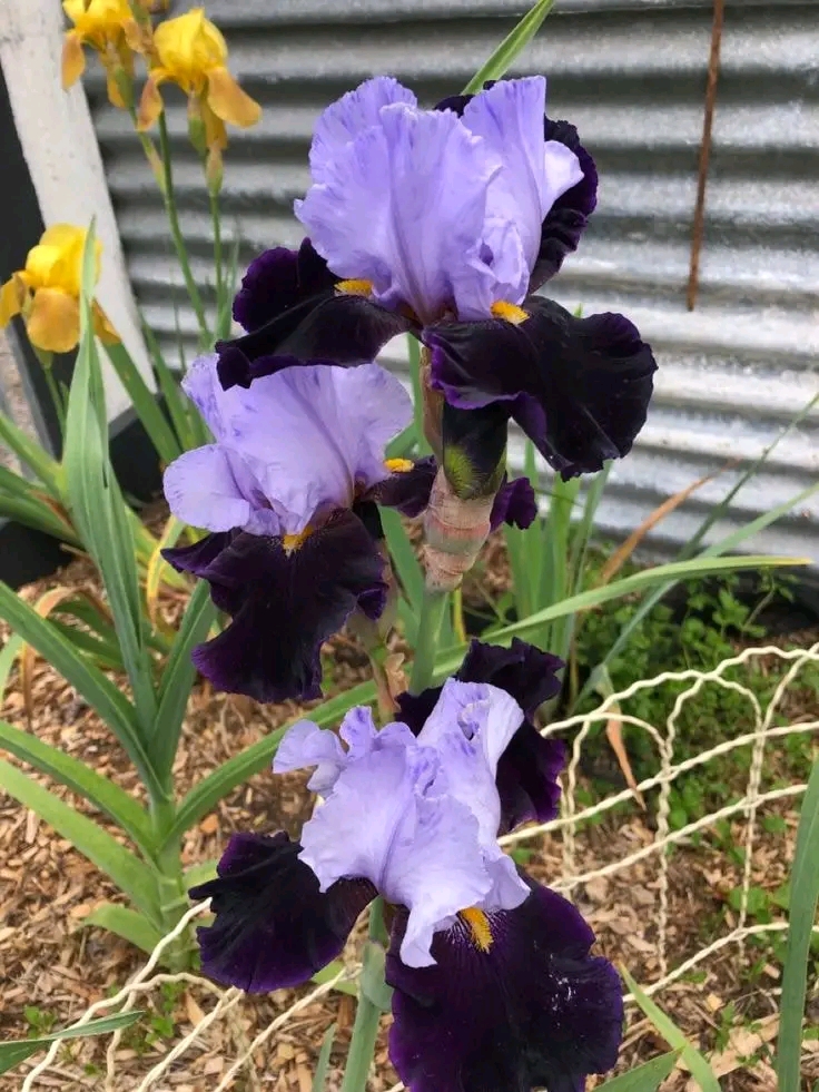 How to Grow Bearded Irises: A Complete Guide