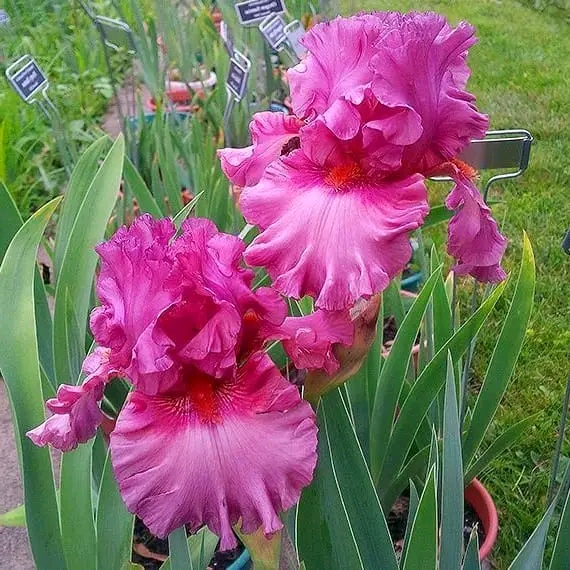 How to Grow Bearded Irises: A Complete Gardener’s Guide