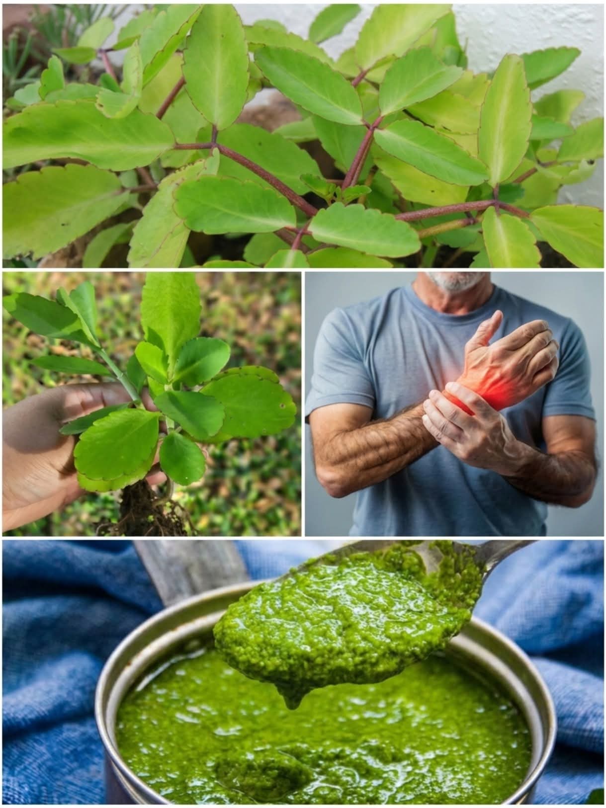 The Ultimate Guide to Bryophyllum Pinnatum Miracle Leaf for Joint Comfort Fact vs Fiction